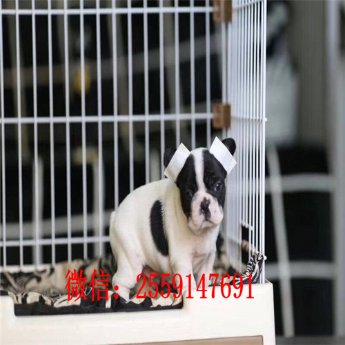 衡阳法牛犬舍 衡阳纯种法牛多少钱 衡阳黑白法牛怎么卖的 衡阳奶油色法牛