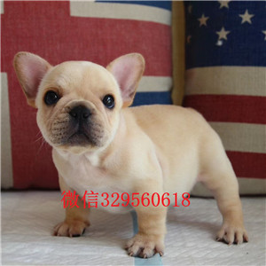 日喀则家养法国斗牛犬出售，CKU认证犬舍，三年联