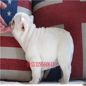 萍乡法国斗牛犬 精品待售 憨厚可爱 纯种保证