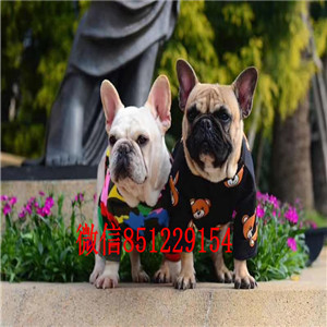 顶级狗场直销长沙斗牛犬 品质优秀花色齐全