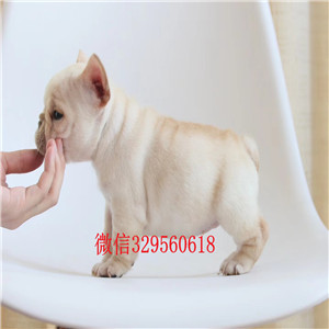阳江出售纯种法国斗牛犬幼犬奶油色法斗多少钱