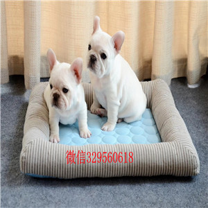 赤峰纯血统法国斗牛犬幼犬、可看狗狗父母照片、质保健康90天