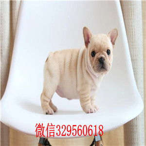 福州哪里卖法国斗牛犬 超短体法国斗牛犬 奶白