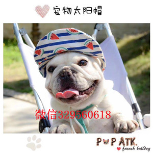 娄底正规犬舍繁殖法斗、诚信交易、纯种法斗犬