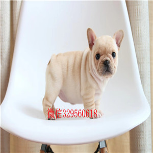 阿里出售极品法国斗牛犬幼犬黑色法斗多少钱短