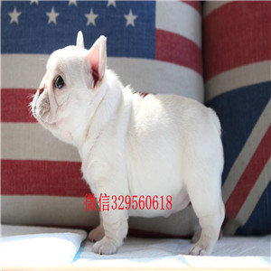 周口出售纯种法国斗牛幼犬 法斗保健康 可视频