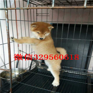 常德出售纯种法国斗牛犬高品质法牛法牛犬舍