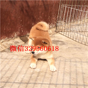 广安哪里有卖奶油血法国斗牛犬纯种健康法牛出