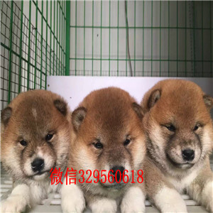 定西哪里能买到奶油色法国斗牛犬高品质法斗出