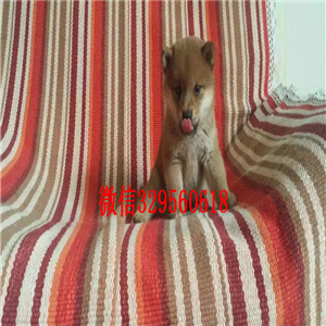 北海哪里卖法国斗牛犬大鼻筋法牛法牛多少钱