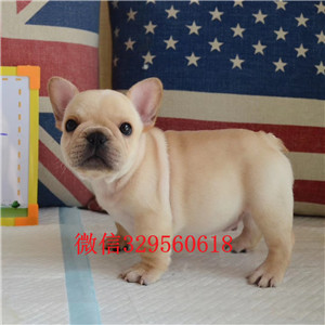 德宏出售纯种奶油色法斗犬黑白奶白黄白法牛纯