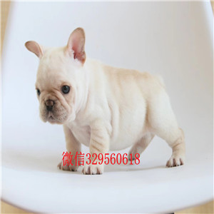 安康哪里能买到法国斗牛犬出售法国斗牛犬公母