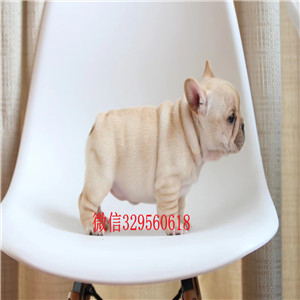 平顶山哪里有卖纯种法国斗牛犬犬舍直销高品质