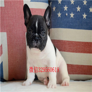 南充哪里有卖纯种法国斗牛犬出售法国斗牛犬公