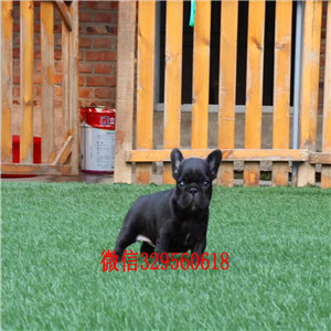 哈尔滨出售奶油色法斗犬奶油白色黑白黑法牛精