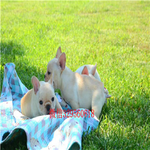 沧州哪里能买到纯种斗牛犬高品质法国斗牛犬法