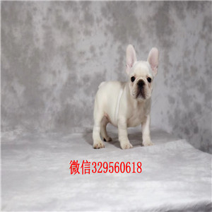 赤峰哪里卖纯种法斗犬高品质法国斗牛犬小体法国斗牛犬自家繁育的双血统法斗