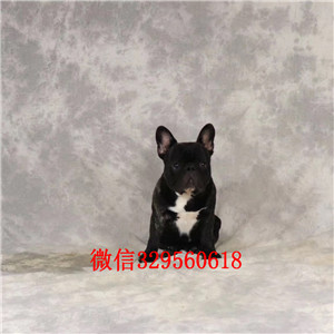 大连哪里有斗牛犬出售哪里有卖法牛精品法国斗