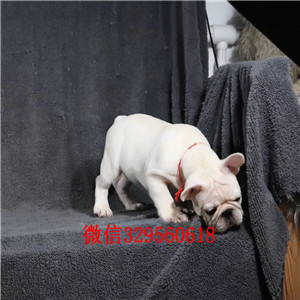 锡林郭勒哪里卖纯种法斗犬高品质法国斗牛犬法国斗牛犬出售 犬舍繁殖赛级法国斗牛犬幼犬