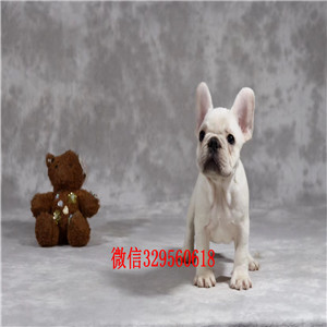 赤峰哪里卖纯种法斗犬高品质法国斗牛犬小体法国斗牛犬自家繁育的双血统法斗