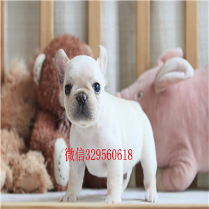 黄石哪里能买到法国斗牛犬出售法国斗牛犬公母