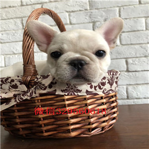 信阳哪里有卖纯种法国斗牛犬犬舍直销高品质法