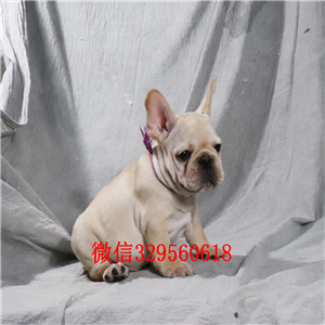 黑河出售奶油色法斗犬哪里有卖法牛法国斗牛犬