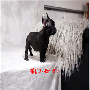 松原哪里能买到纯种斗牛犬高品质法国斗牛犬精