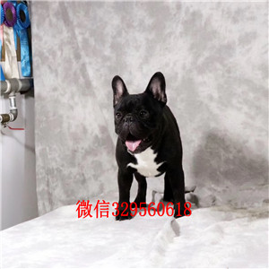 牡丹江法国斗牛犬 公母都有哪里有卖法牛法国