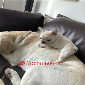 钦州出售纯种奶油色法斗犬犬舍直销高品质法国