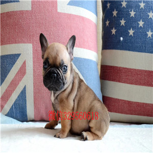 吉林哪里卖斗牛犬纯种法国斗牛犬内螺丝斗牛犬黑色法国斗牛犬