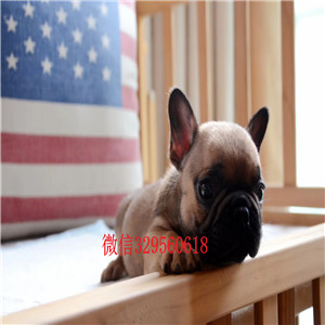 佳木斯哪里卖斗牛犬法牛怎么卖内螺丝斗牛犬纯