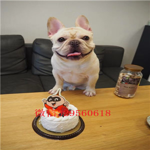 四平法国斗牛犬哪里卖法牛怎么卖精品小体法国斗牛犬黑白花法国斗牛犬