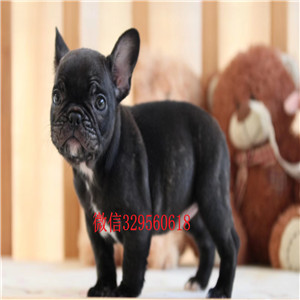 哈尔滨纯种健康的法国斗牛犬哪里有纯种健康法