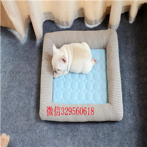 吉林哪里卖斗牛犬纯种法国斗牛犬内螺丝斗牛犬黑色法国斗牛犬