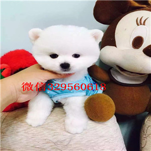 哈尔滨纯种法国斗牛犬多少钱一只纯种法国斗牛