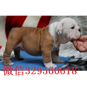中山大鼻筋英国斗牛犬出售纯种英国斗牛犬出售