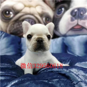 青岛哪里有卖纯种法斗黑色法国斗牛犬法国斗牛