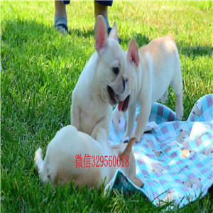 抚顺哪里有卖纯种法斗奶油色法国斗牛犬法国斗牛犬犬舍奶白色法国斗牛犬