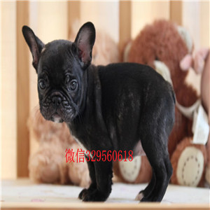 南充哪里有卖法国斗牛犬法斗多少钱一只出售纯