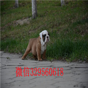 铁岭哪里出售英国斗牛幼犬纯种英国斗牛犬出售