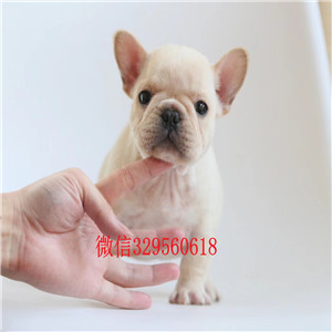 黄山哪里能买到斗牛犬纯种法国斗牛犬价格法国