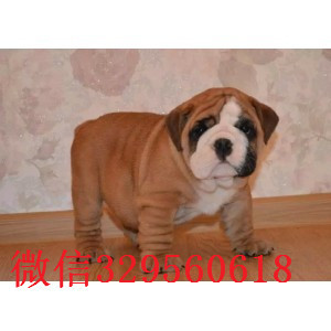 哈尔滨哪里有卖斗牛犬的纯种健康英国斗牛犬价