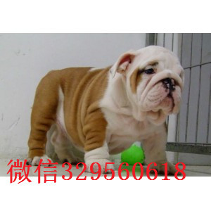 潍坊哪里有卖斗牛犬的纯种英国斗牛犬出售斗牛