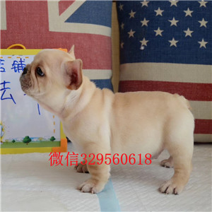 阿坝哪里有卖法国斗牛犬法国斗牛犬幼犬图片奶
