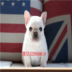 牡丹江哪里卖法国斗牛犬多少钱法国斗牛犬价格