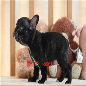 鹤岗哪里能买到斗牛犬纯种健康法国幼犬法牛犬疫苗驱虫已做出售奶油色法国斗牛宝宝