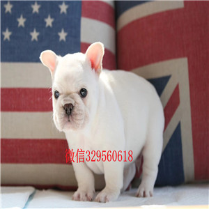 黑河纯种法国斗牛犬、高品质法国斗牛犬、法国斗牛犬多少钱