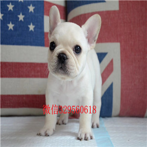 中山哪里能买到斗牛犬奶油色法国斗牛犬法国斗