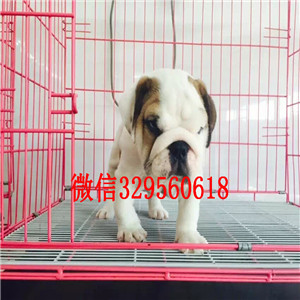 眉山大鼻筋英国斗牛犬出售纯种白色英国斗牛犬